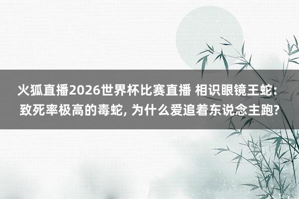 火狐直播2026世界杯比赛直播 相识眼镜王蛇: 致死率极高的毒蛇, 为什么爱追着东说念主跑?